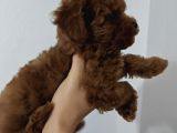 Toy Poodle 2 Aylık