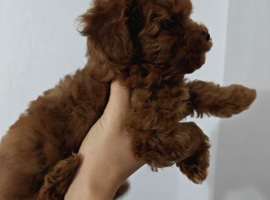 Toy Poodle 2 Aylık görsel
