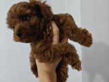 Toy poodle 2 aylık