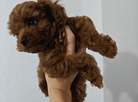 Toy Poodle 2 Aylık