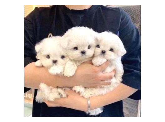 Minnak Maltese Bebeklerimiz