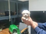 Minyatür Minnaklarım Teslime Hazır