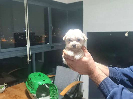 Minyatür Minnaklarım Teslime Hazır görsel