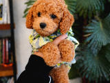 orijinal Toy poodle