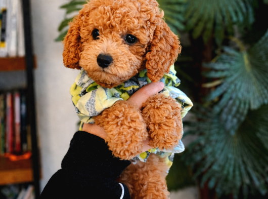 Orijinal Toy Poodle
