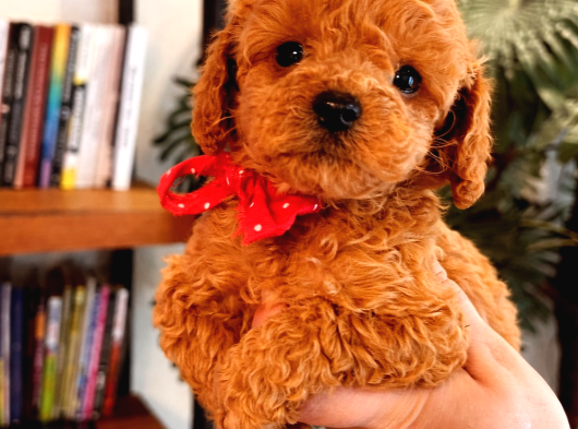 Orijinal Toy Poodle görsel