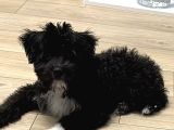 Toy Poodle Maltipoo 4 Aylık