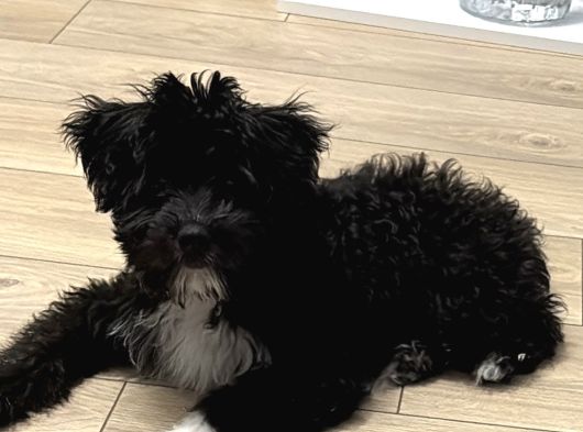 Toy Poodle Maltipoo 4 Aylık görsel