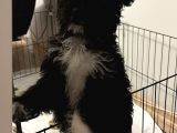 Toy Poodle Maltipoo 4 Aylık