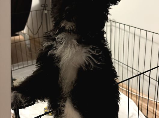 Toy Poodle Maltipoo 4 Aylık görsel