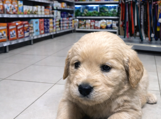 Golden Retrever Bebeklerimiz görsel