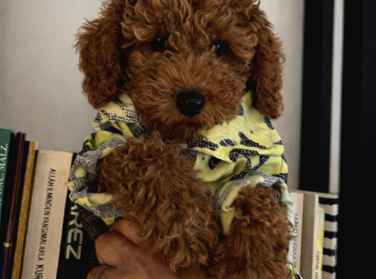 Orijinal Toy Poodle görsel