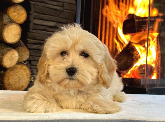 Ruhsatli̇ Çi̇fli̇kten Muhteşem Malti̇poo Yavrulari Si̇zleri̇ Bekli̇ görsel