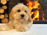 Ruhsatli̇ Çi̇fli̇kten Muhteşem Malti̇poo Yavrulari Si̇zleri̇ Bekli̇