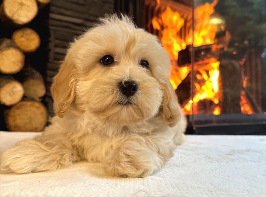Ruhsatli̇ Çi̇fli̇kten Muhteşem Malti̇poo Yavrulari Si̇zleri̇ Bekli̇ görsel
