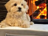 Ruhsatli̇ Çi̇fli̇kten Muhteşem Malti̇poo Yavrulari Si̇zleri̇ Bekli̇