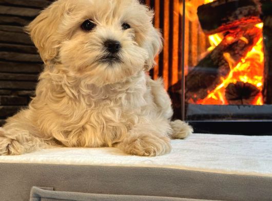 Ruhsatli̇ Çi̇fli̇kten Muhteşem Malti̇poo Yavrulari Si̇zleri̇ Bekli̇ görsel