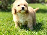 Ruhsatli̇ Çi̇fli̇kten Muhteşem Malti̇poo Yavrulari Si̇zleri̇ Bekli̇