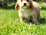 Ruhsatli̇ Çi̇fli̇kten Muhteşem Malti̇poo Yavrulari Si̇zleri̇ Bekli̇