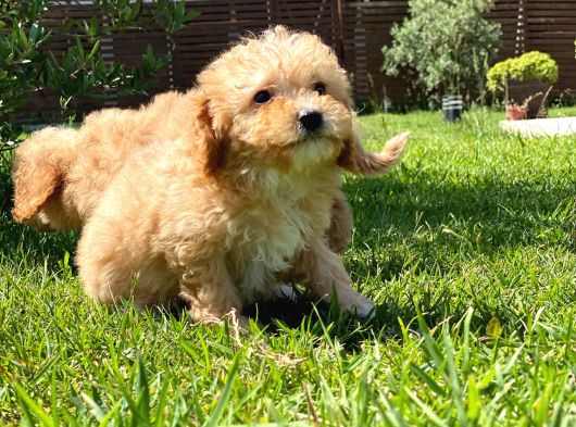 Ruhsatli̇ Çi̇fli̇kten Muhteşem Malti̇poo Yavrulari Si̇zleri̇ Bekli̇ görsel
