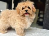 Ruhsatli̇ Çi̇fli̇kten Muhteşem Malti̇poo Yavrulari Si̇zleri̇ Bekli̇