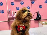 Maltipoo Yavrular