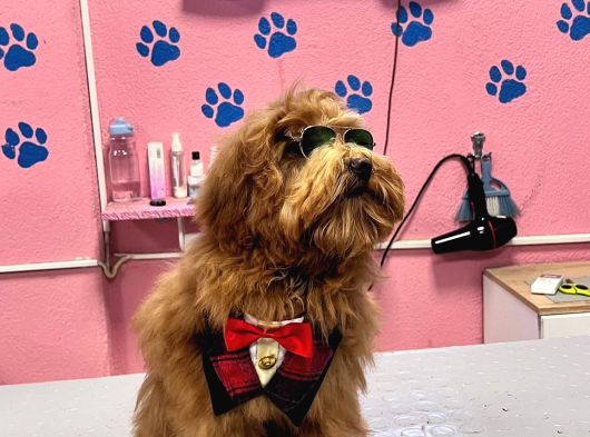 Maltipoo Yavrular görsel