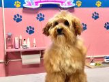 Maltipoo Yavrular