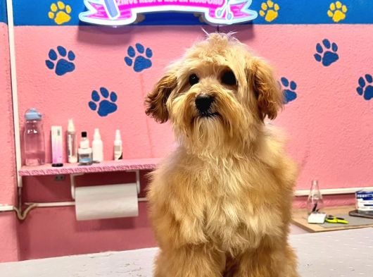 Maltipoo Yavrular görsel