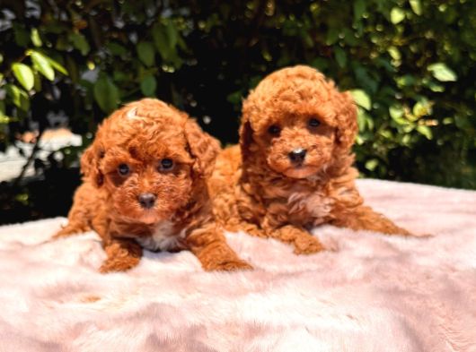 Safkan Ve Irk Garantili Toy Poodle Yavrularımız