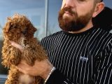 Mikro Tecup Toy Poodle Dişi
