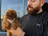 Mikro Tecup Toy Poodle Dişi