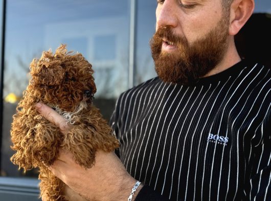 Mikro Tecup Toy Poodle Dişi görsel