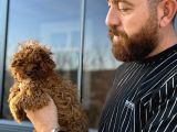 Mikro Tecup Toy Poodle Dişi