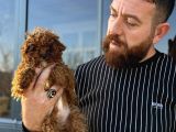 Mikro tecup toy poodle dişi