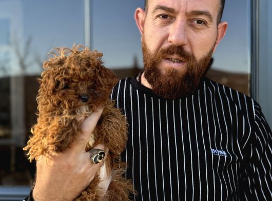 Mikro Tecup Toy Poodle Dişi görsel