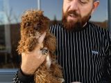 Mikro Tecup Toy Poodle Dişi