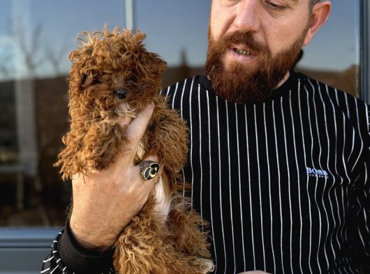 Mikro Tecup Toy Poodle Dişi görsel