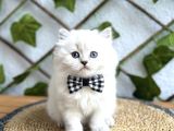 DİŞİ VE ERKEK BLUEPOİNT LONGHAİR SEVENLER NEREDE