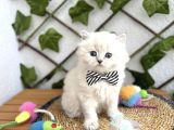 Di̇şi̇ Ve Erkek Bluepoi̇nt Longhai̇r Sevenler Nerede