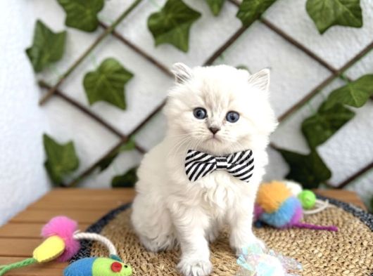 Di̇şi̇ Ve Erkek Bluepoi̇nt Longhai̇r Sevenler Nerede görsel
