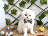 Di̇şi̇ Ve Erkek Bluepoi̇nt Longhai̇r Sevenler Nerede