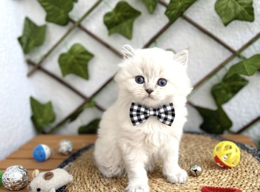 Di̇şi̇ Ve Erkek Bluepoi̇nt Longhai̇r Sevenler Nerede görsel