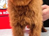 Red-Apricot Poodle Yavrular