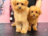 Red-Apricot Poodle Yavrular