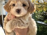 0 BURUN MALTİPOO YAVRULAR
