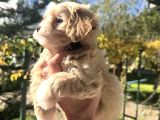 0 Burun Malti̇poo Yavrular