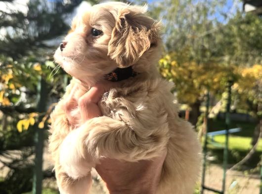0 Burun Malti̇poo Yavrular görsel