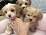 SEVİMLİ MALTİPOO YAVRULAR