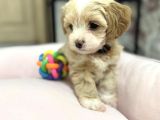 Sevi̇mli̇ Malti̇poo Yavrular